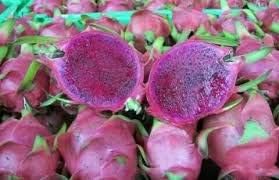 Pitaya Fruit Seeds Easy to Grow Lavender 100 pcs